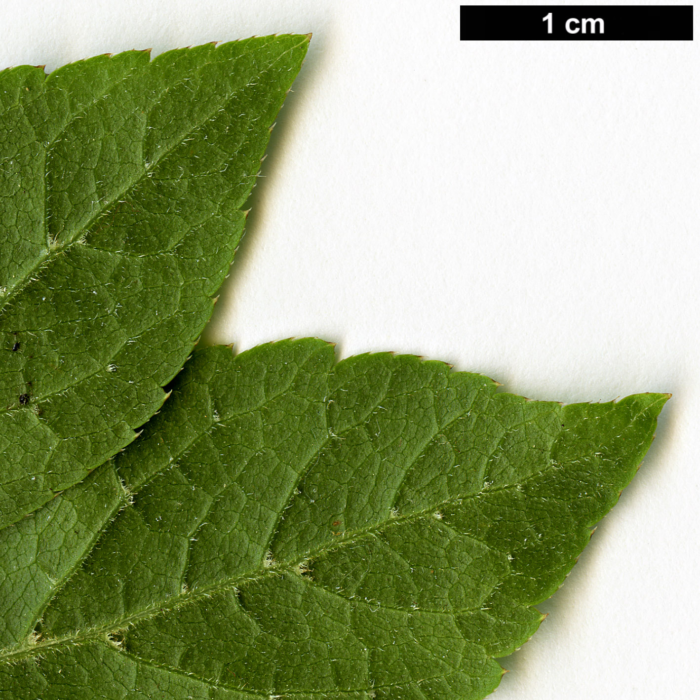 High resolution image: Family: Araliaceae - Genus: Eleutherococcus - Taxon: aff. senticosus High resolution image: Family: Araliaceae - Genus: Eleutherococcus - Taxon: aff. senticosus